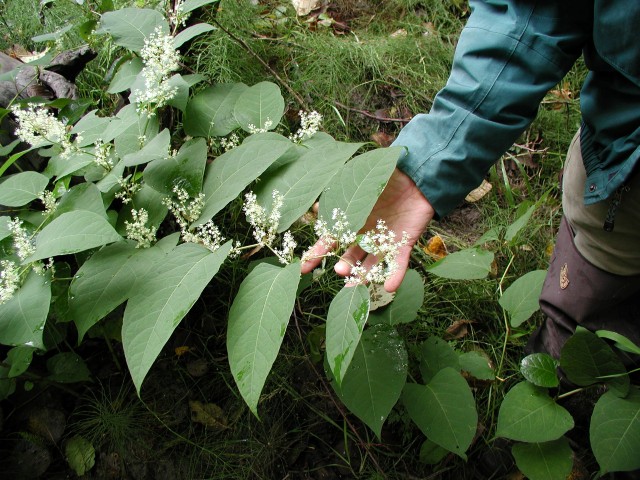 Knotweed at Lyman Slough - close up - laying down - flowering.JPG Knotweed at Lyman Slough - close up - laying down - flowering.JPG